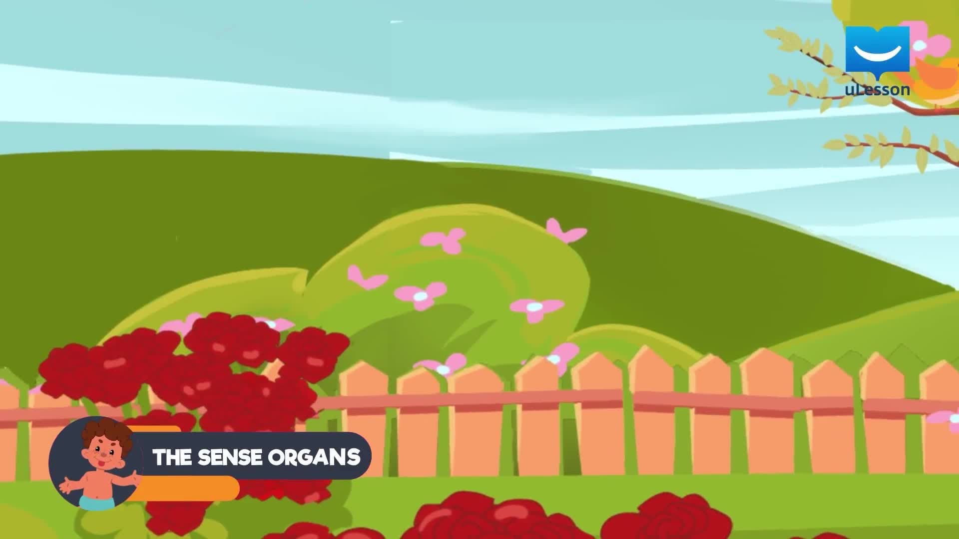 The Sense Organs