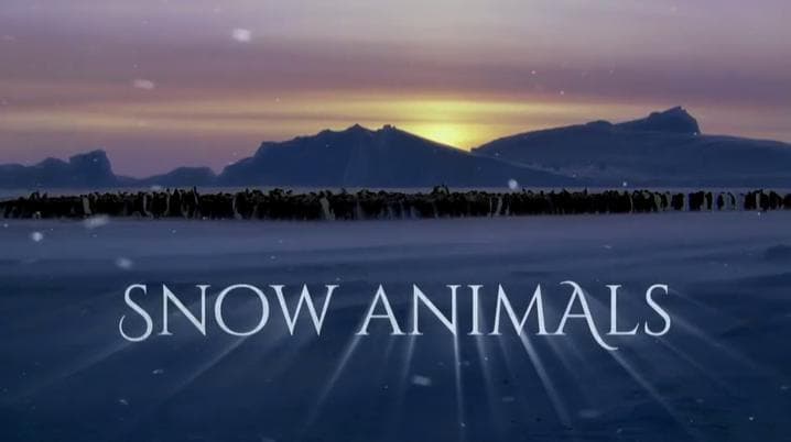 Snow Animals